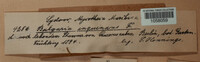 Bulgaria inquinans image